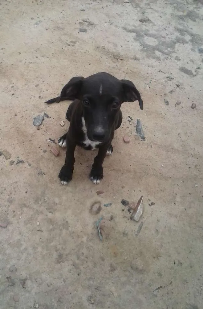 Cachorro ra a vira lata idade 2 a 6 meses nome Lindinho