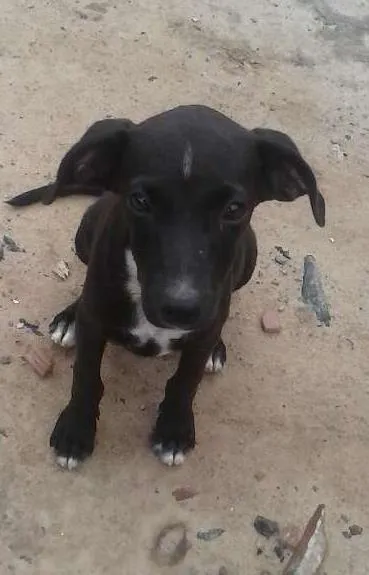 Cachorro ra a vira lata idade 2 a 6 meses nome Lindinho