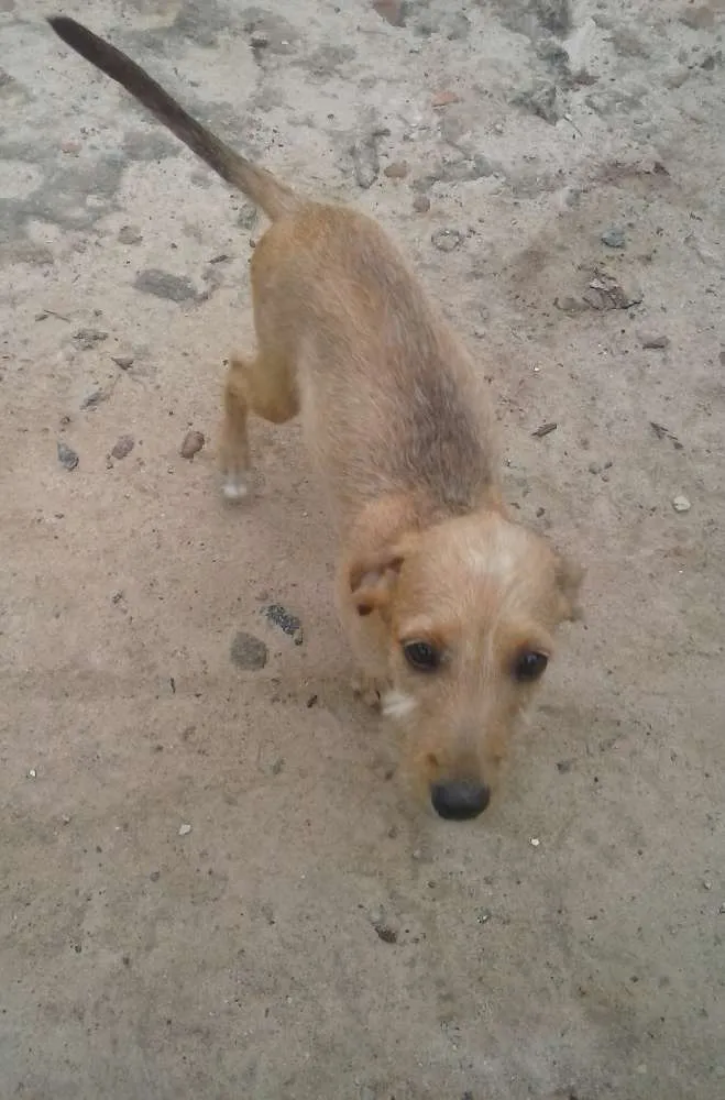 Cachorro ra a vira lata idade 2 a 6 meses nome Lylla