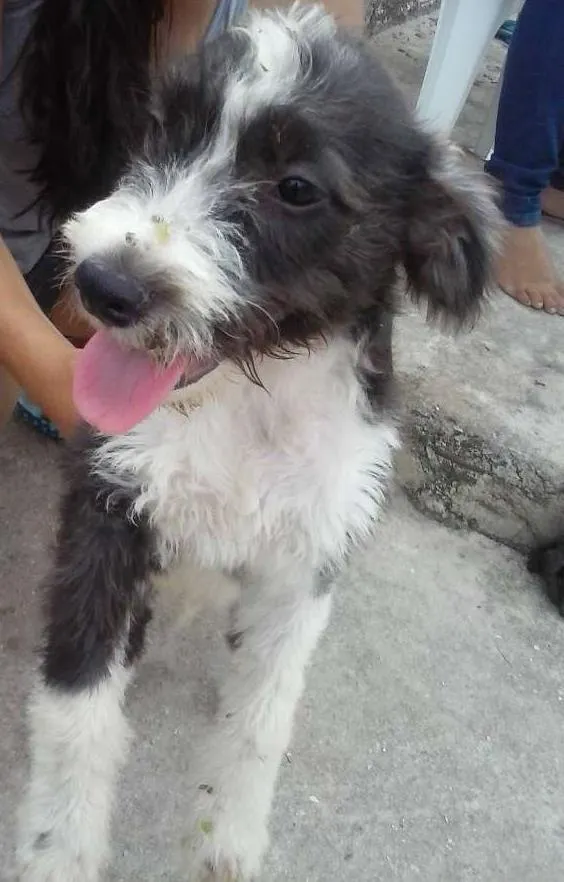 Gato ra a Vura Lata idade 2 a 6 meses nome Pingo