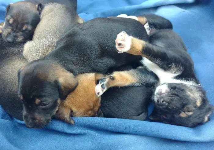 Cachorro ra a Vira lata idade Abaixo de 2 meses nome Ainda não tem nome