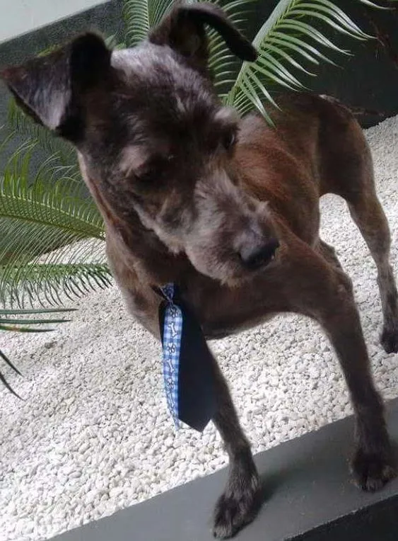 Cachorro ra a SRD idade 1 ano nome Tairone