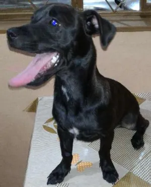 Cachorro raça Vira lata idade 2 a 6 meses nome Fred