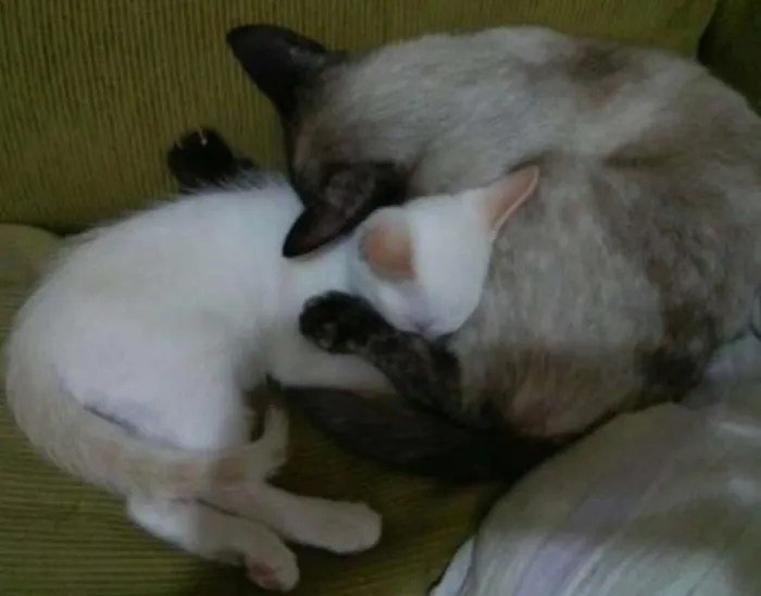 Gato ra a Siamês idade 1 ano nome flora, marir, cruel