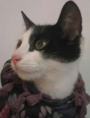 Gato raça SRD idade 2 a 6 meses nome KAT