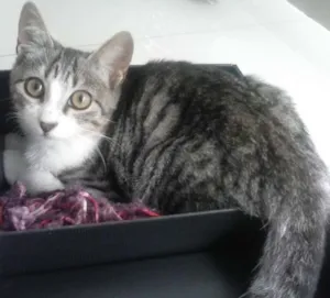 Gato raça SRD idade 2 a 6 meses nome Kit