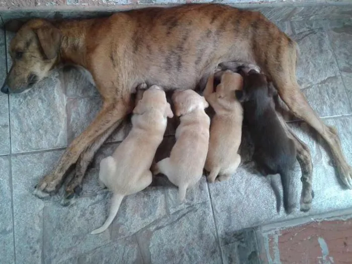Cachorro raça Vira Latas idade 2 a 6 meses nome Sem nome