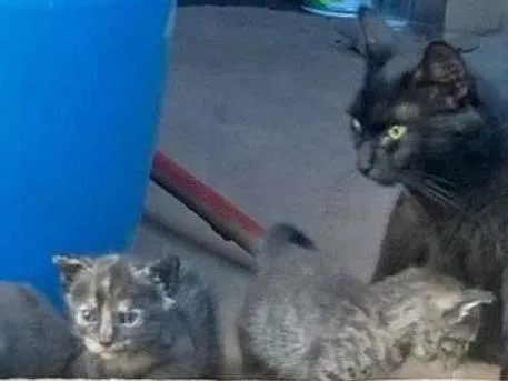 Gato ra a  idade Abaixo de 2 meses nome SEM NOME