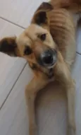 Chiquinha