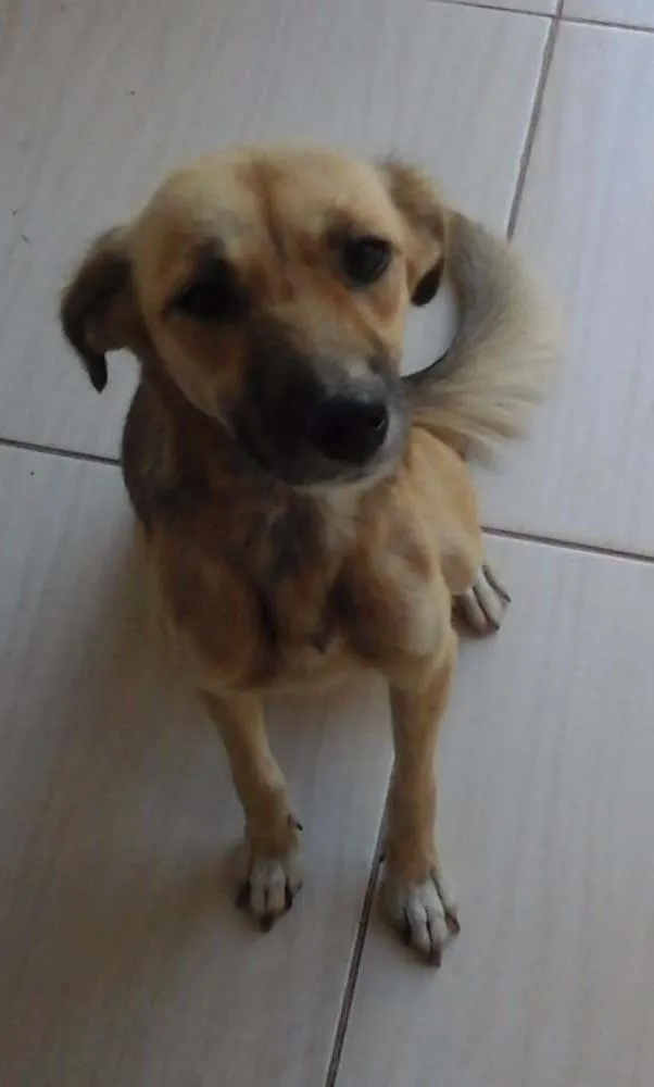 Cachorro ra a Vira- lata idade 1 ano nome Chiquinha