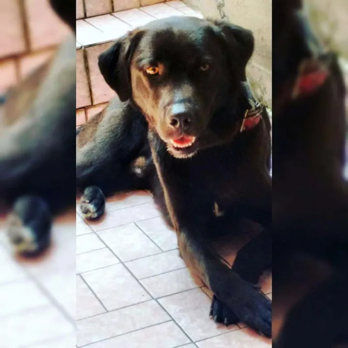 Cachorro ra a Rottweiler idade 2 anos nome THOR