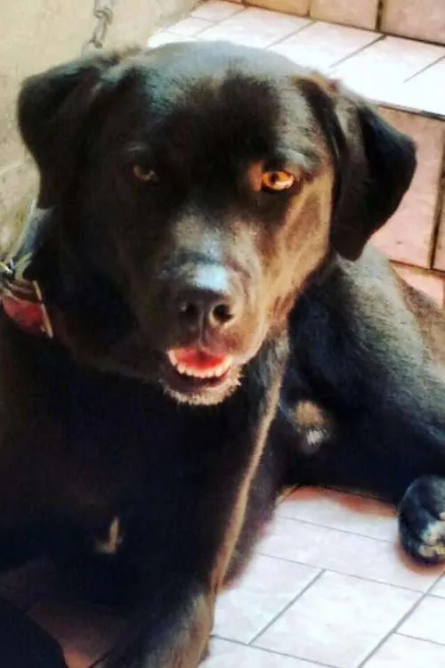 Cachorro ra a Rottweiler idade 2 anos nome THOR