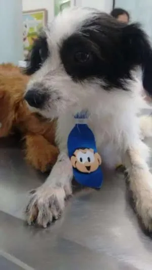 Cachorro raça SRD idade 1 ano nome Bolinha 