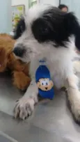 Bolinha