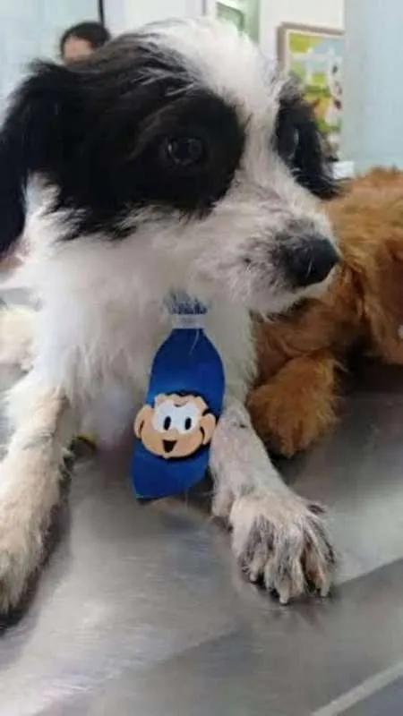 Cachorro ra a SRD idade 1 ano nome Bolinha 
