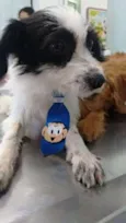 Bolinha