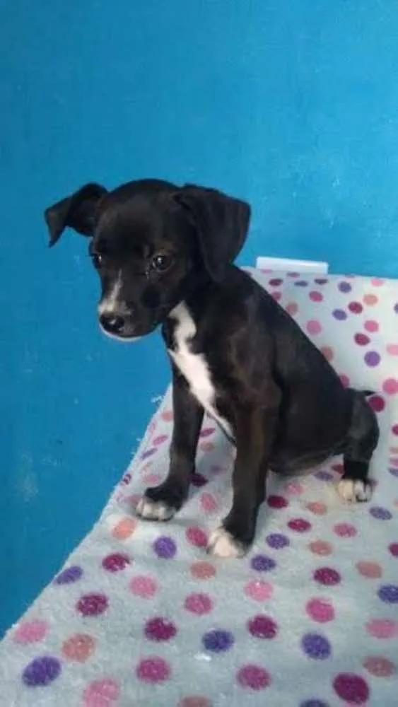 Cachorro ra a SRD idade 2 a 6 meses nome Kiara