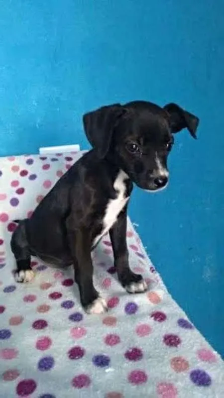 Cachorro ra a SRD idade 2 a 6 meses nome Kiara