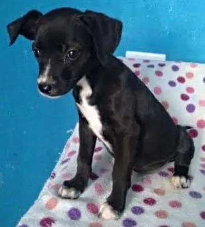Cachorro ra a SRD idade 2 a 6 meses nome Kiara