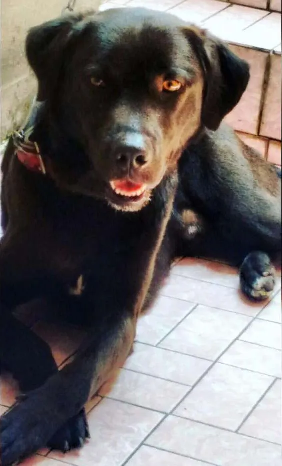 Cachorro ra a Rottweiler idade 2 anos nome THOR