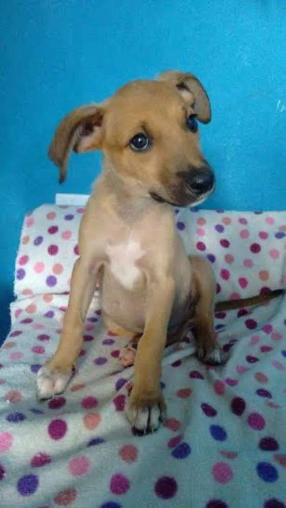 Cachorro ra a SRD idade 2 a 6 meses nome Aurora