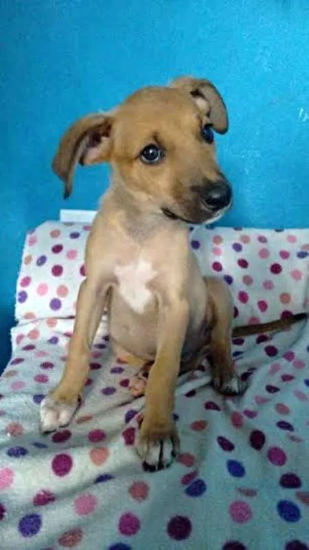 Cachorro ra a SRD idade 2 a 6 meses nome Aurora