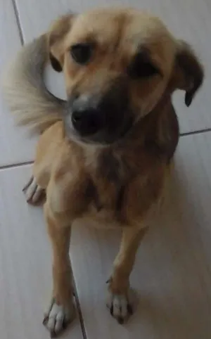 Cachorro raça Vira- lata idade 1 ano nome Chiquinha