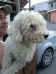 floqinho