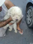 floqinho