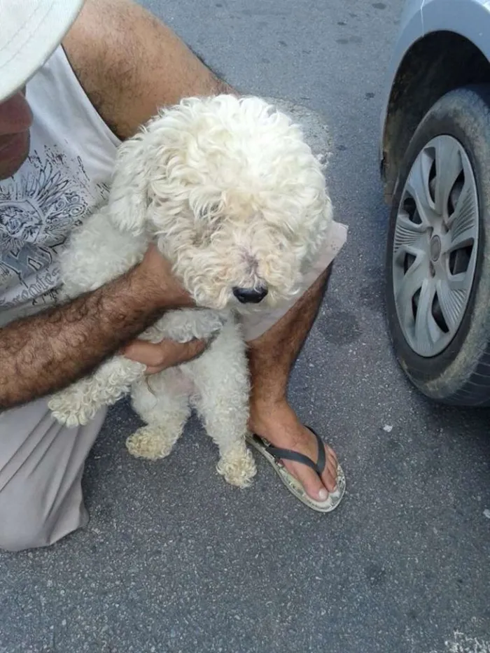 Cachorro ra a poodle idade 3 anos nome floqinho