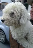 floqinho