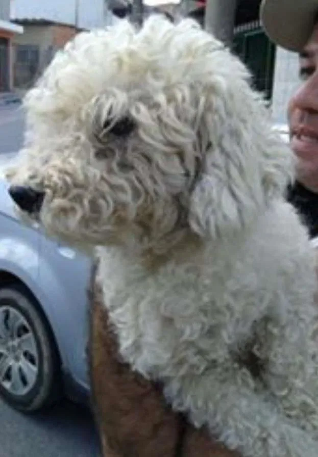 Cachorro ra a poodle idade 3 anos nome floqinho