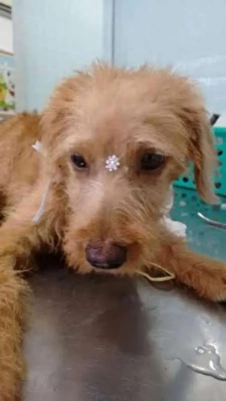 Cachorro ra a SRD idade 2 a 6 meses nome Theo
