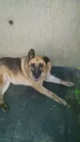 Nala