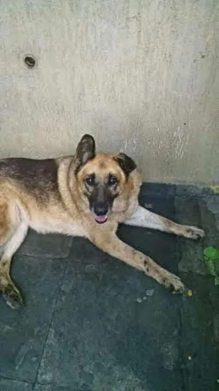Cachorro ra a SRD idade 5 anos nome Nala