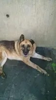 Nala