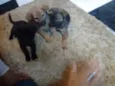 Zigue, Sorrac, Zeus