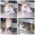 Lilu e spider