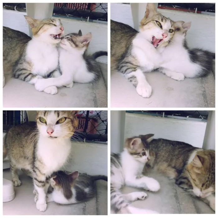 Gato ra a SRD idade 2 a 6 meses nome Lilu e spider