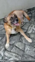 Cachorro raça SRD idade 2 anos nome Guto