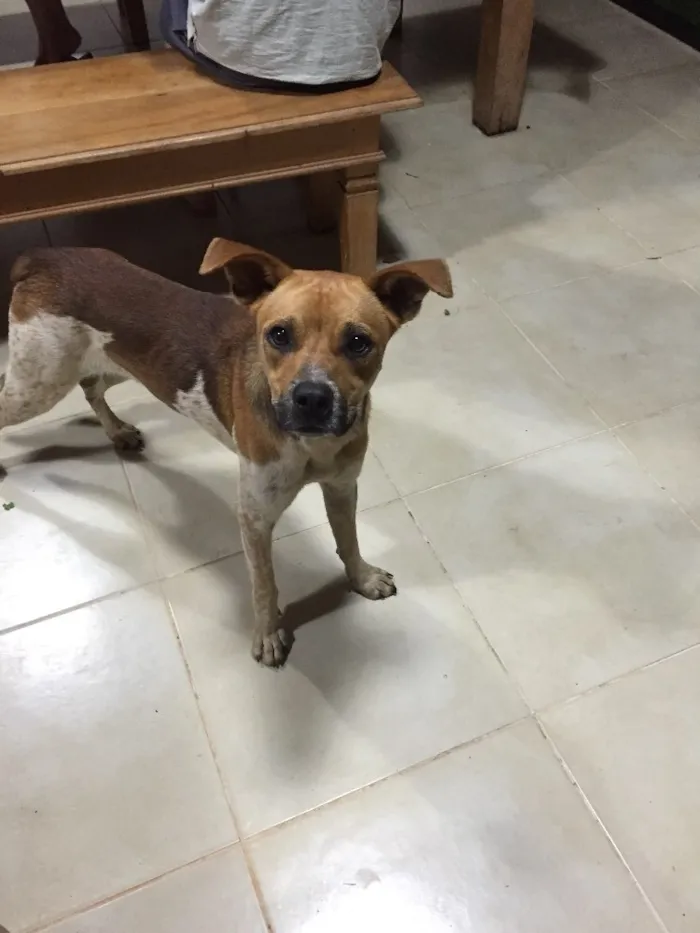 Cachorro ra a Sem raça  idade 7 a 11 meses nome Moji 