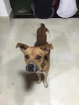 Moji 