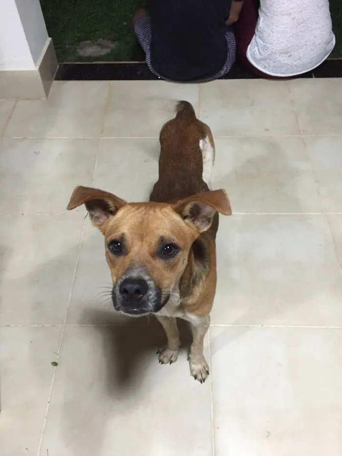 Cachorro ra a Sem raça  idade 7 a 11 meses nome Moji 