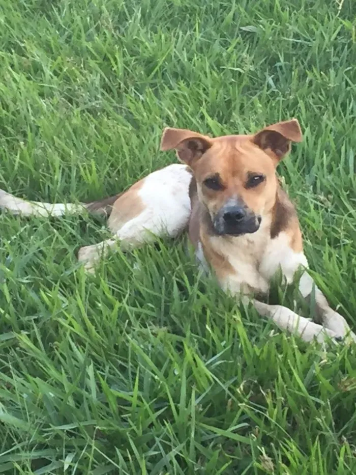 Cachorro ra a Sem raça  idade 7 a 11 meses nome Moji 