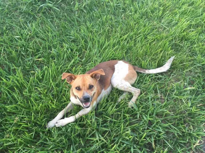 Cachorro ra a Sem raça  idade 7 a 11 meses nome Moji 