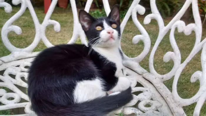 Gato ra a  idade 2 a 6 meses nome Felix