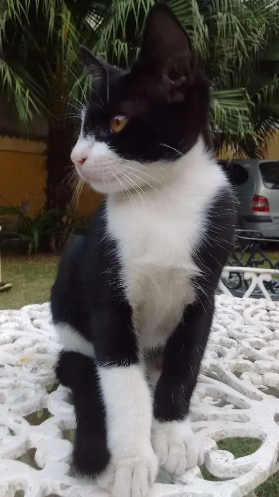 Gato ra a  idade 2 a 6 meses nome Felix
