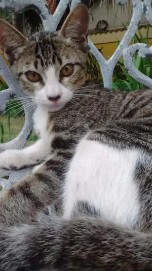 Gato raça  idade 2 a 6 meses nome Boy