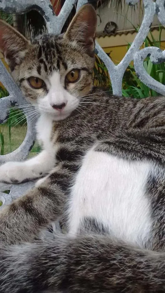 Gato ra a  idade 2 a 6 meses nome Boy