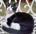 Felix